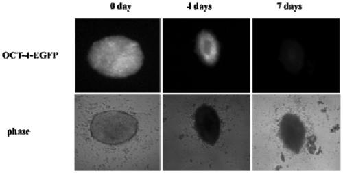 A method for h9c2 cardiomyocyte culture medium to induce iPSCs directed myocardial differentiation