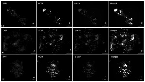 A method for h9c2 cardiomyocyte culture medium to induce iPSCs directed myocardial differentiation