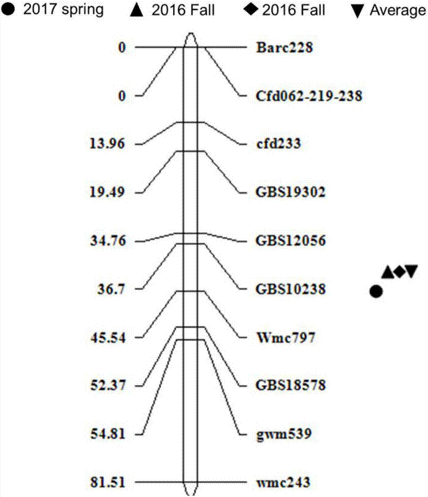 KASP molecular marker of wheat scab resistance major QTL and applications of KASP molecular marker