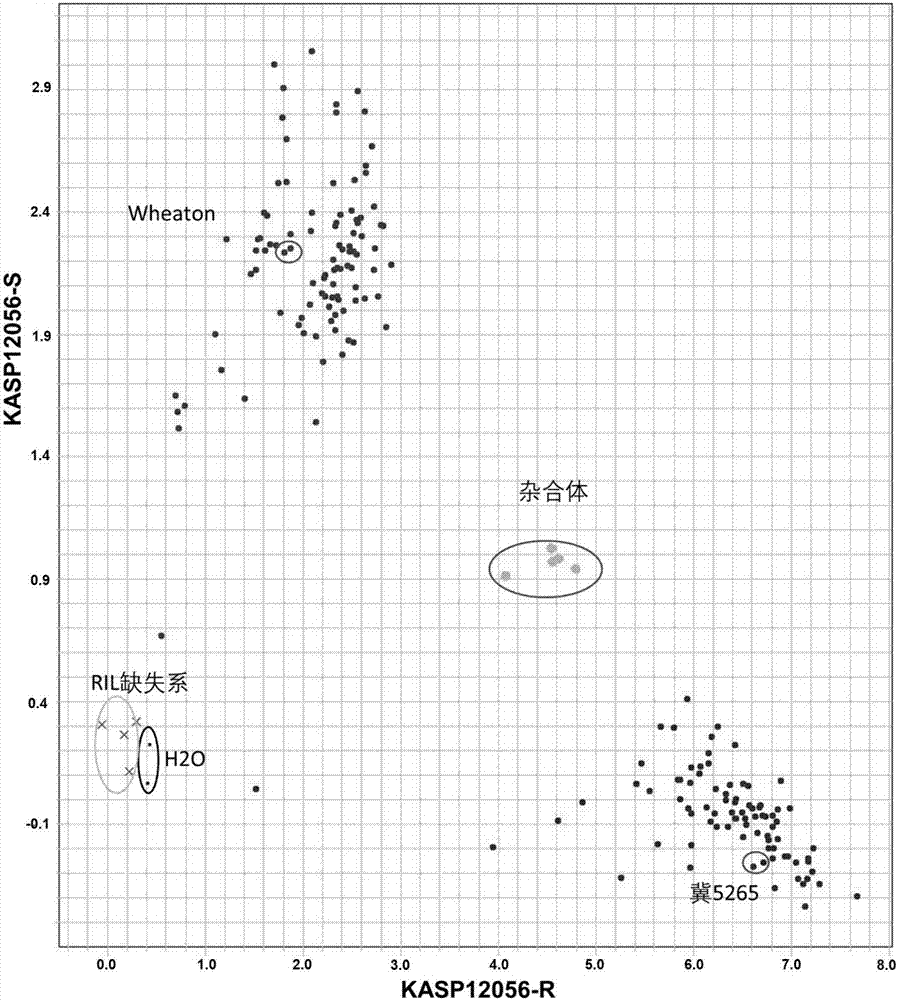 KASP molecular marker of wheat scab resistance major QTL and applications of KASP molecular marker