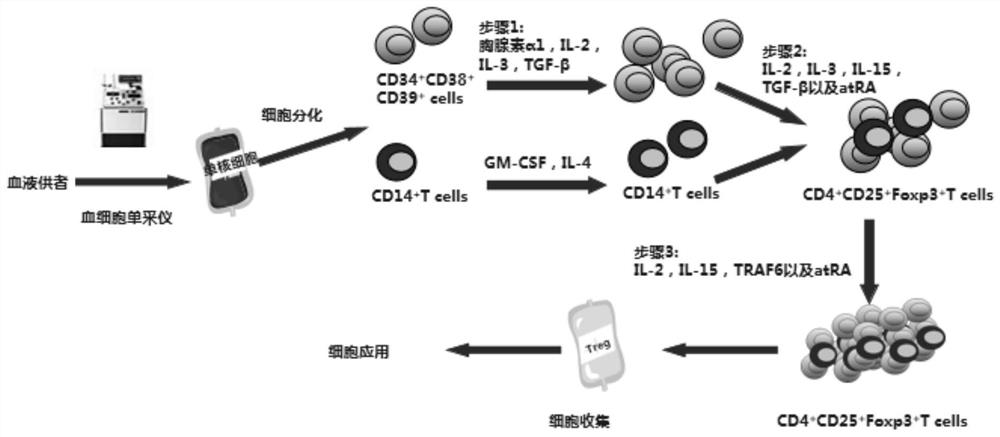 Method for inducing hematopoietic stem cells to differentiate into regulatory T cells in vitro