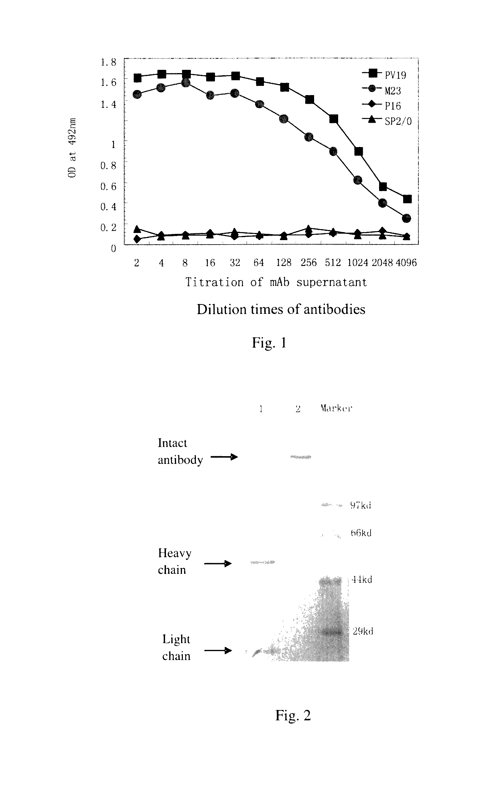 Monoclonal antibody for antagonizing and inhibiting binding of vascular endothelial growth factor to its receptor, and coding sequence