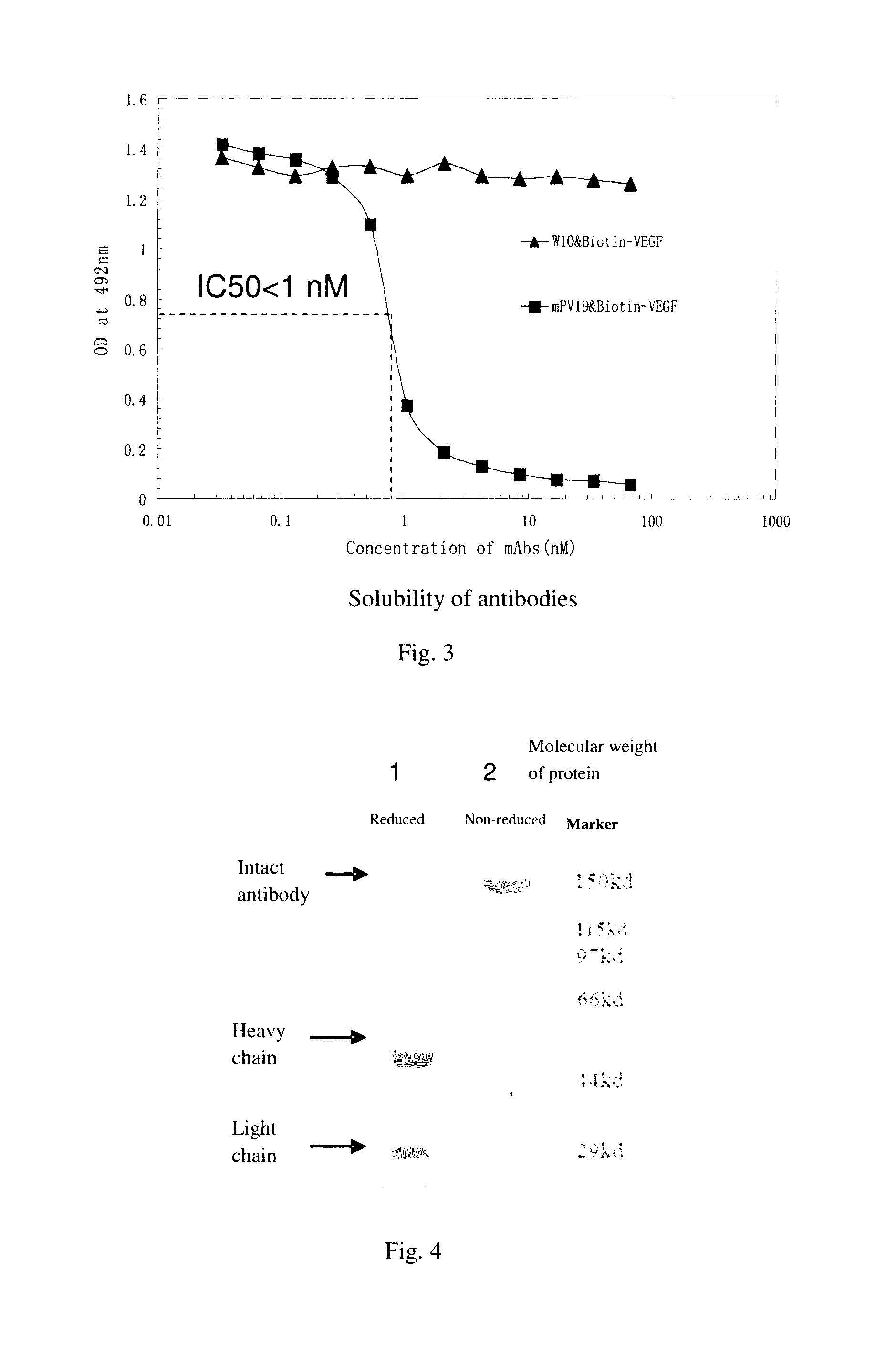 Monoclonal antibody for antagonizing and inhibiting binding of vascular endothelial growth factor to its receptor, and coding sequence