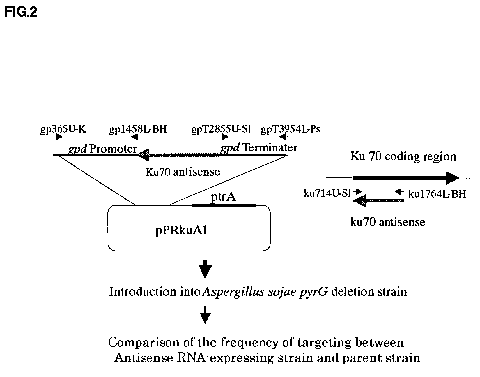 Transformant having an increased frequency of homologous recombination