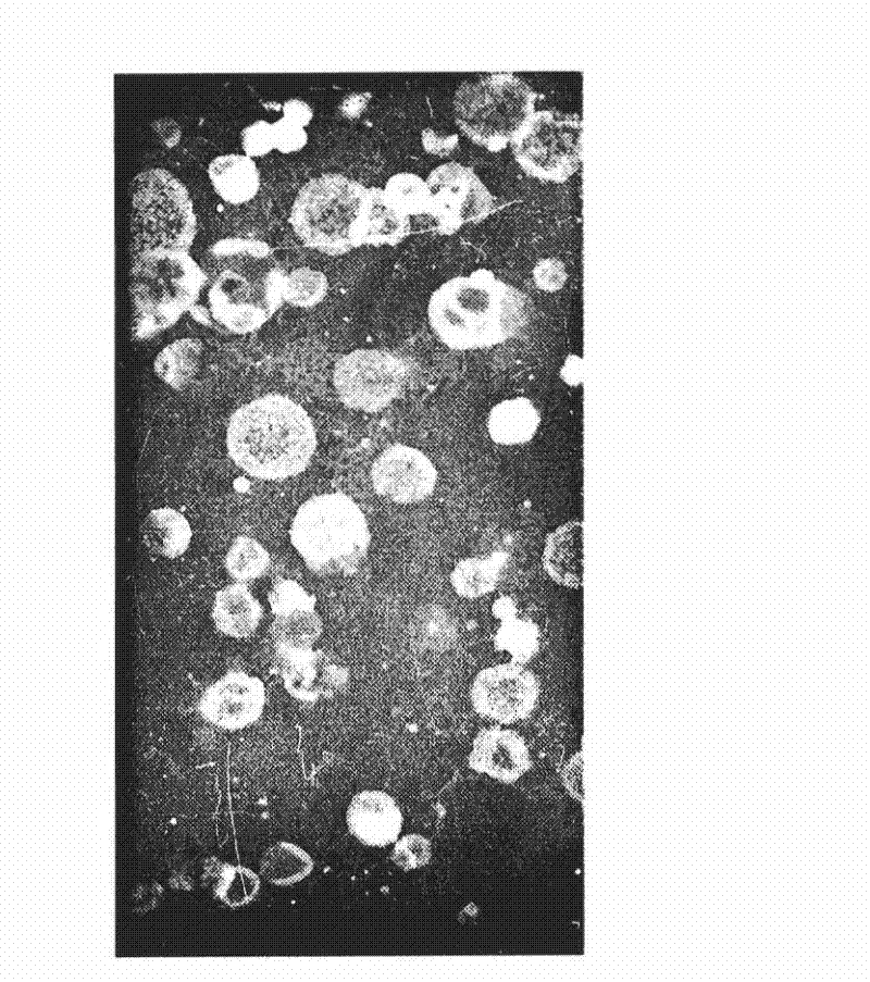 Curcumin coated liposome preparation and preparation method thereof