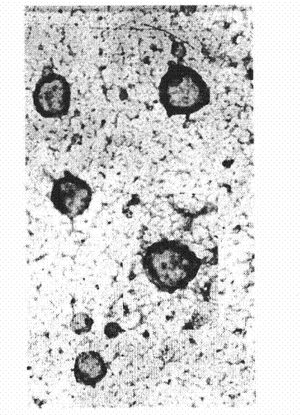 Curcumin coated liposome preparation and preparation method thereof