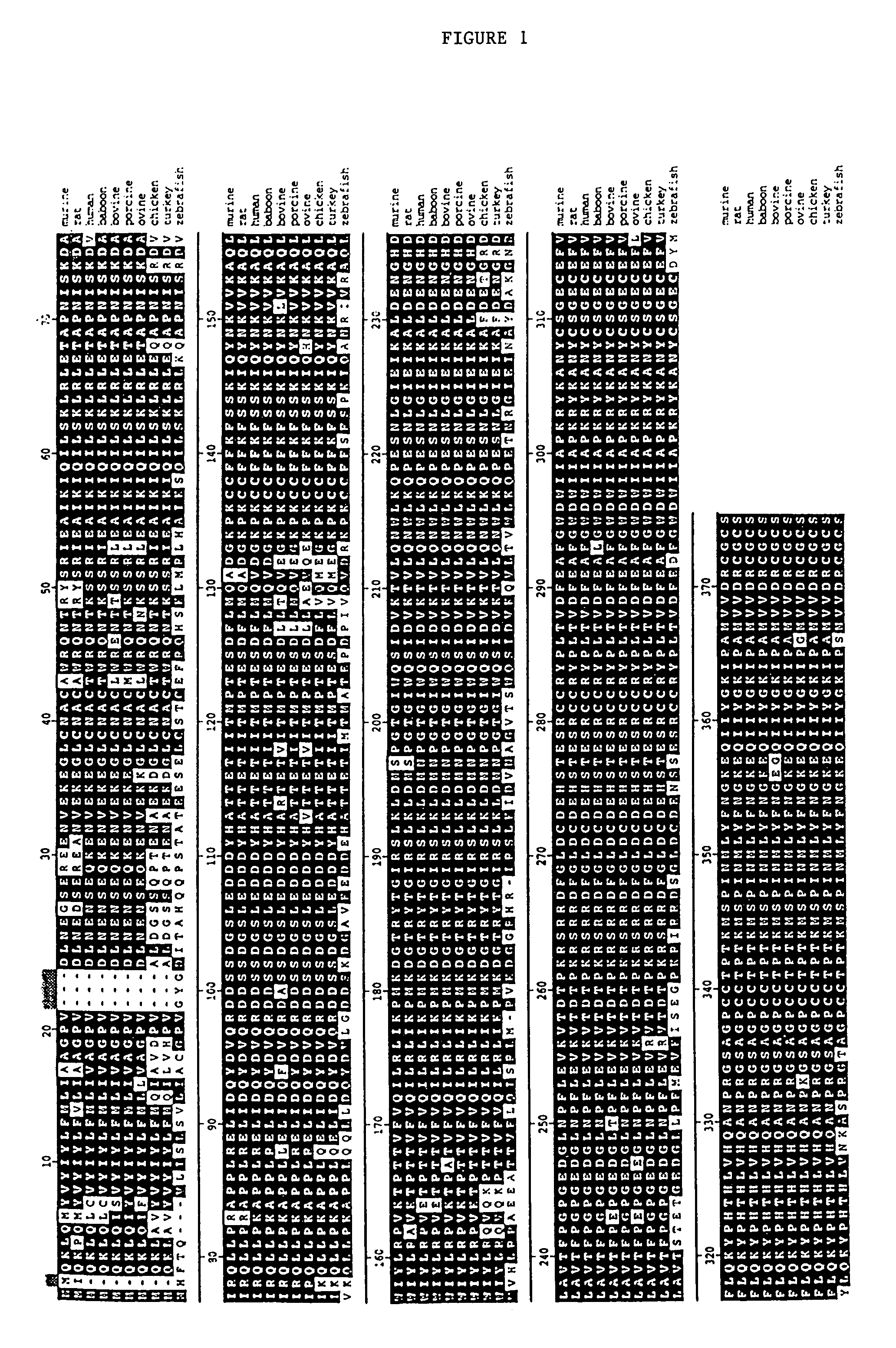 Promyostatin peptides and methods of using same