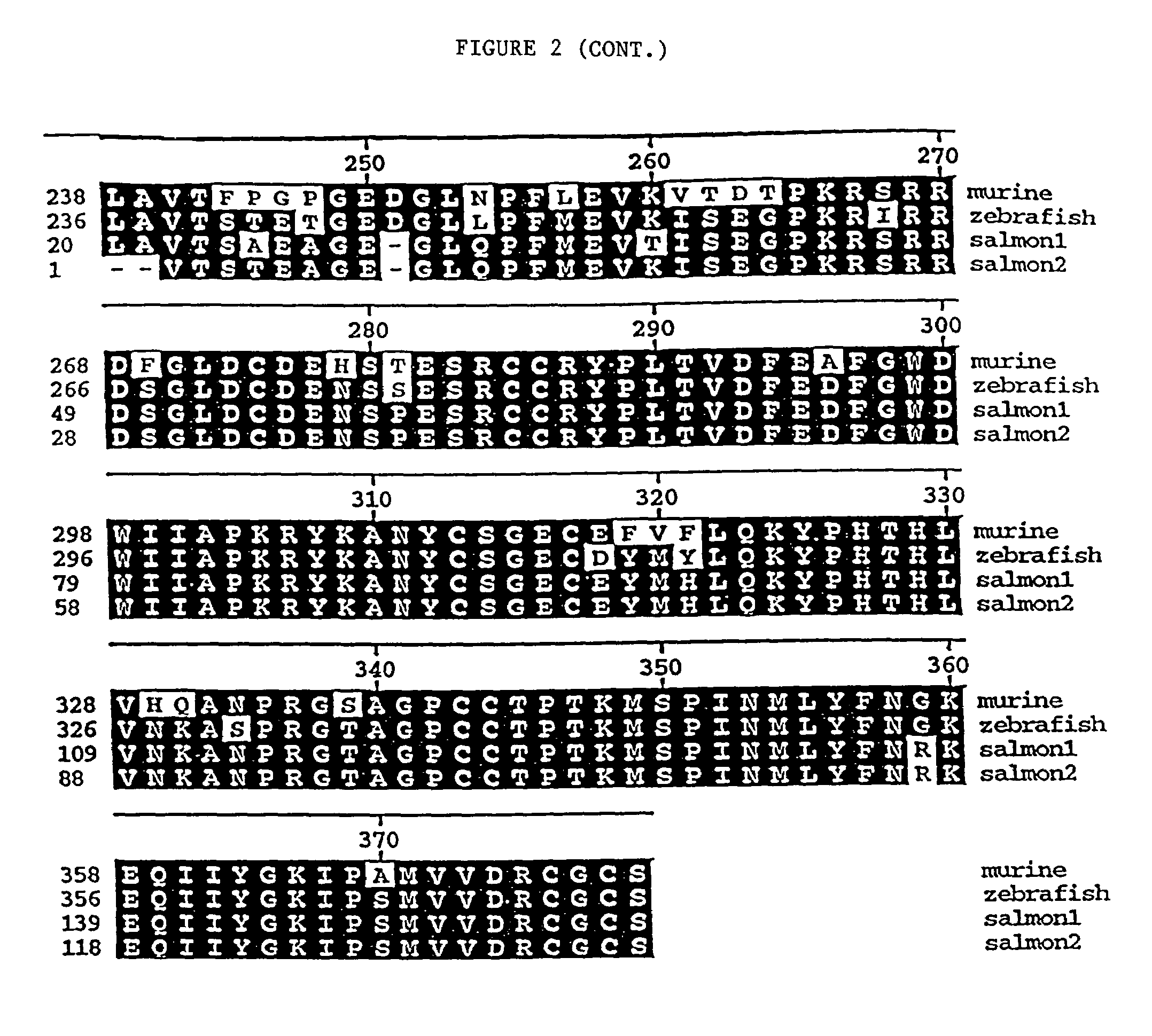 Promyostatin peptides and methods of using same