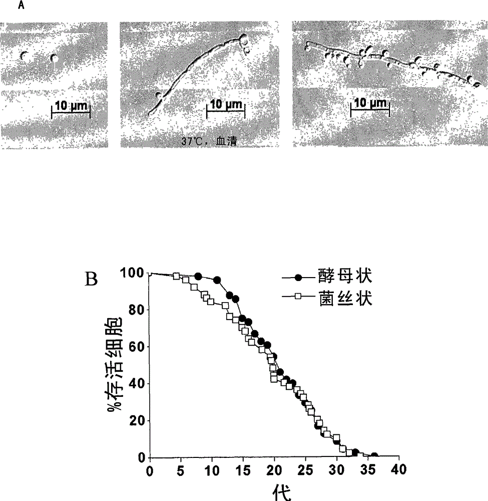 Process and model for separating senescence cells