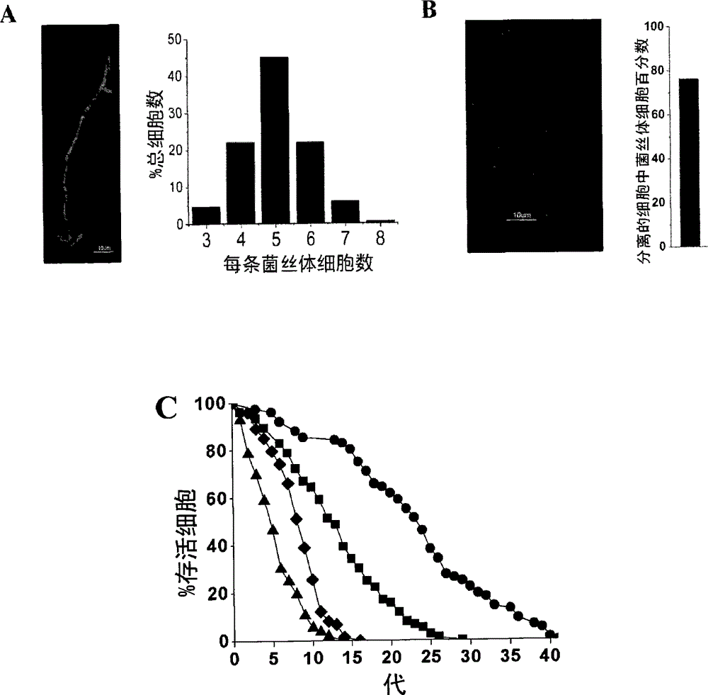 Process and model for separating senescence cells