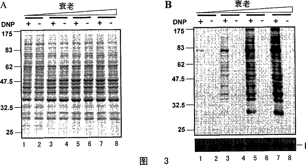 Process and model for separating senescence cells