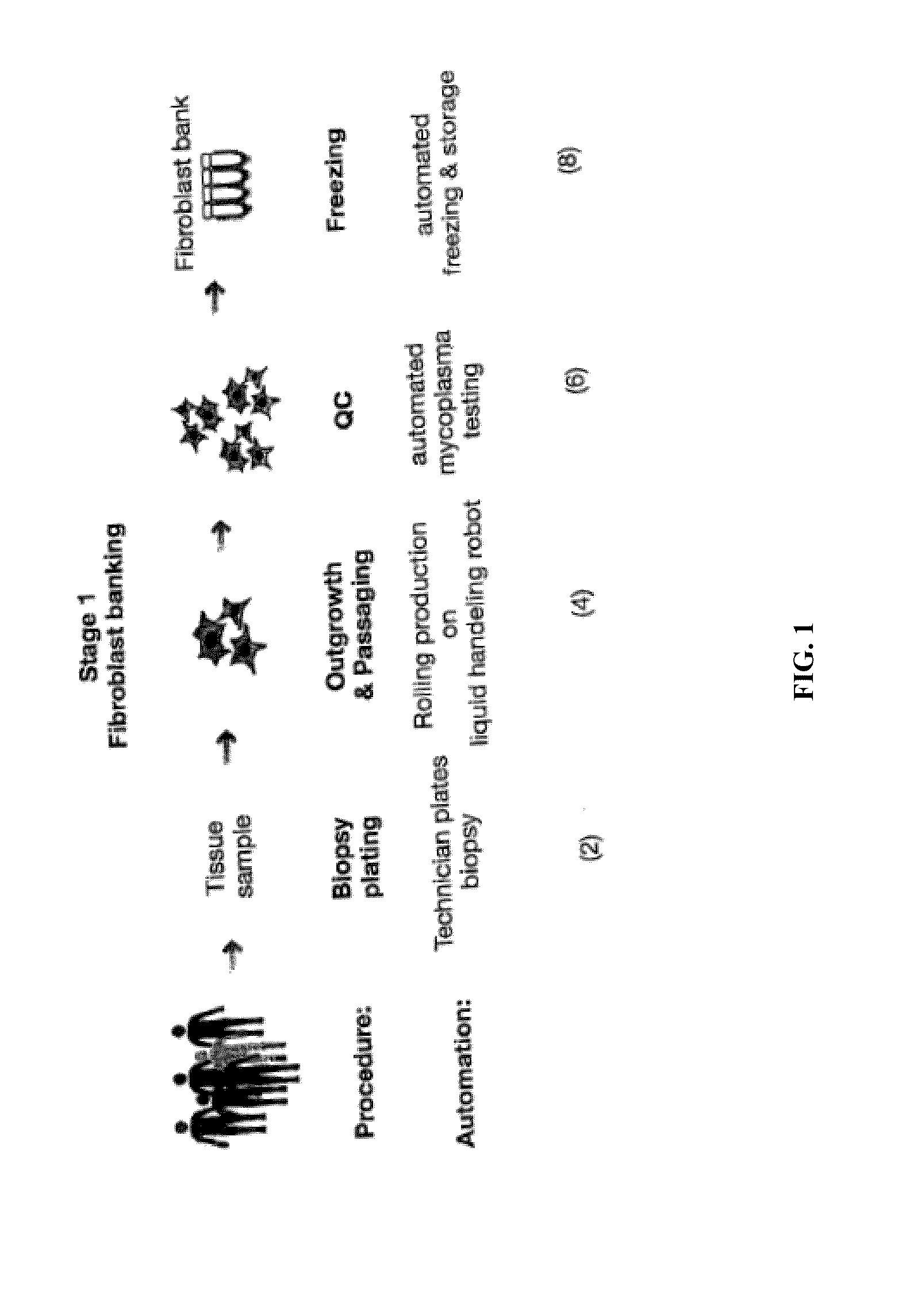 Automated system for producing induced pluripotent stem cells or differentiated cells