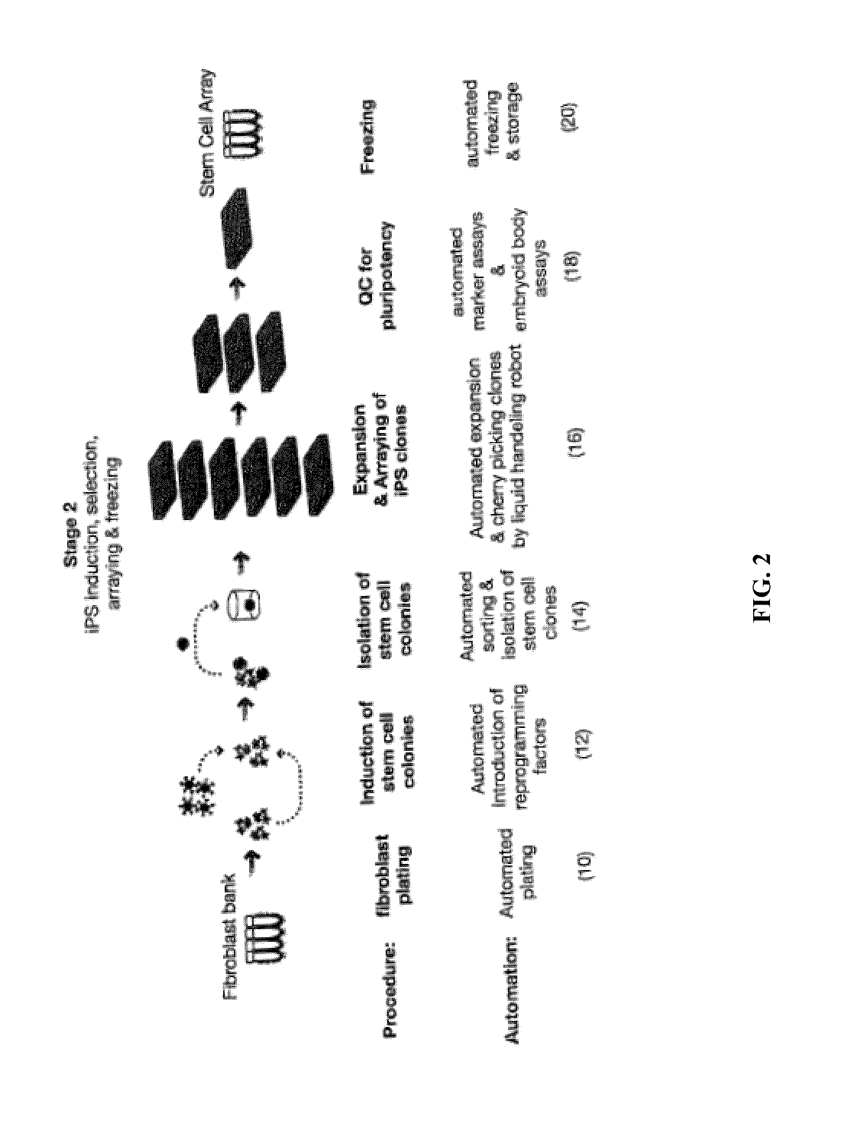 Automated system for producing induced pluripotent stem cells or differentiated cells