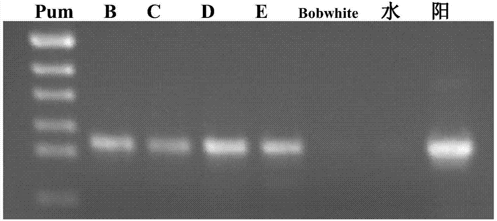 Wheat proline-rich protein Tazmh122, coding gene and application thereof