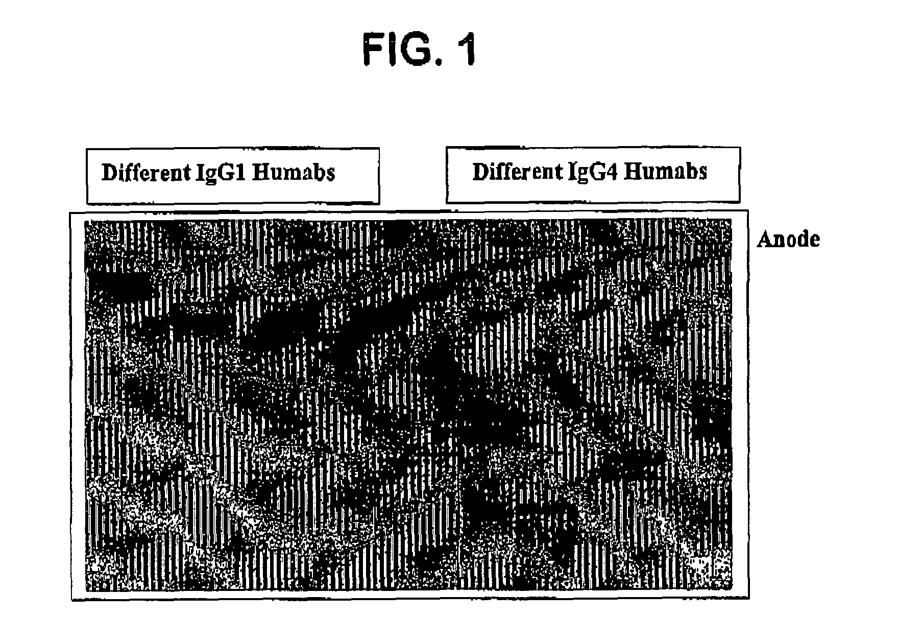 Cation exchange chromatography (methods)