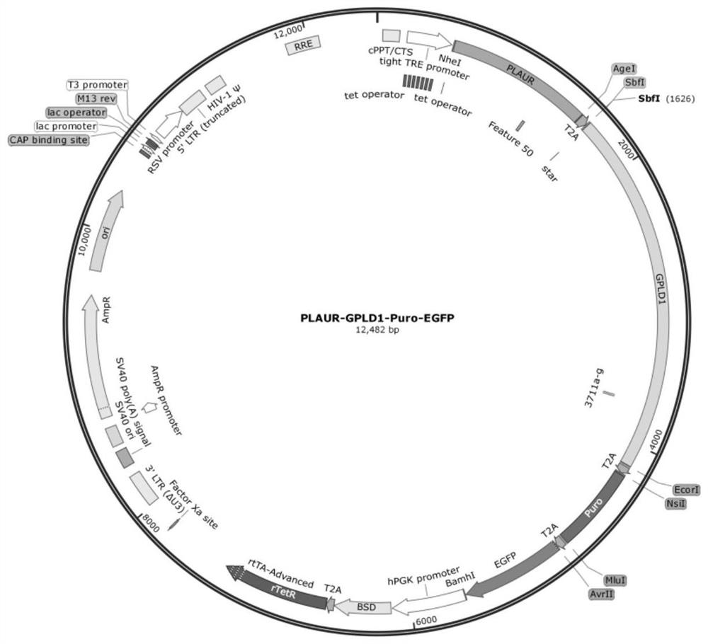 Plasmid vector capable of simultaneously expressing PLAUR and GPLD1 genes and construction method of plasmid vector