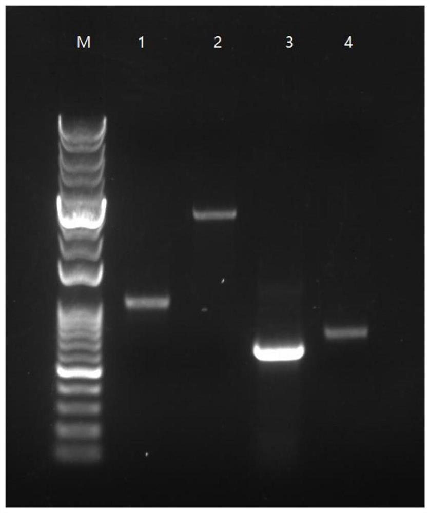 Plasmid vector capable of simultaneously expressing PLAUR and GPLD1 genes and construction method of plasmid vector