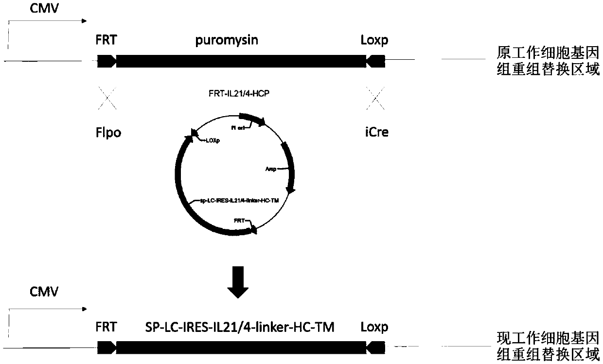 Interleukin 21 (IL21) protein mutant and application thereof