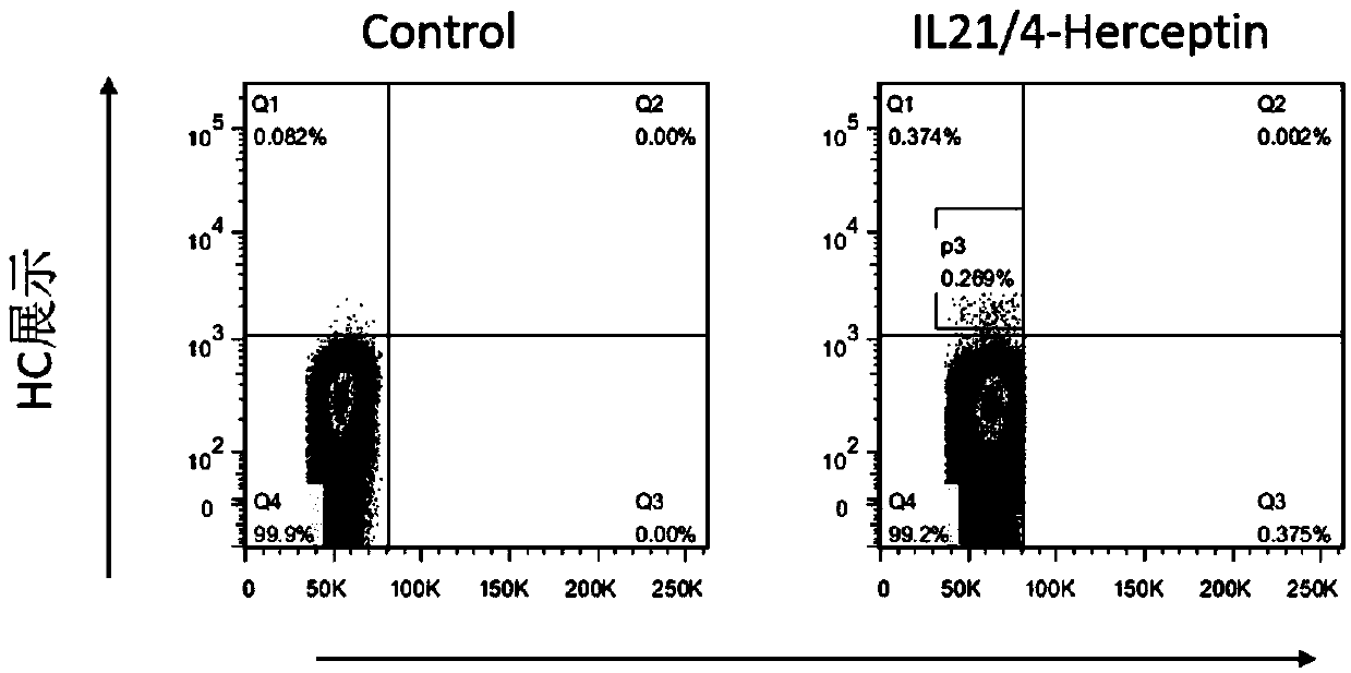 Interleukin 21 (IL21) protein mutant and application thereof