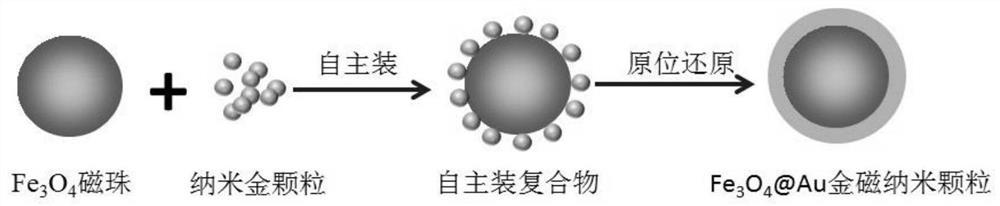 Rapid detection method of htlv-1/2 antibody