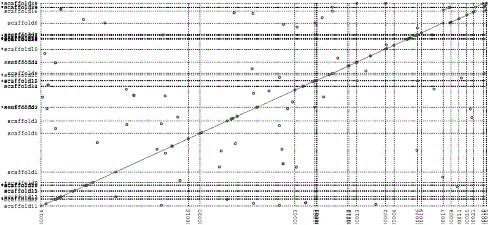 Efficient method for actinomycete genome splicing