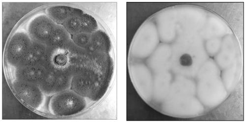 Penicillium asturianum and its inocula and application thereof