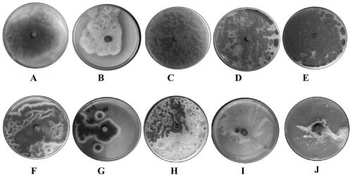 Penicillium asturianum and its inocula and application thereof