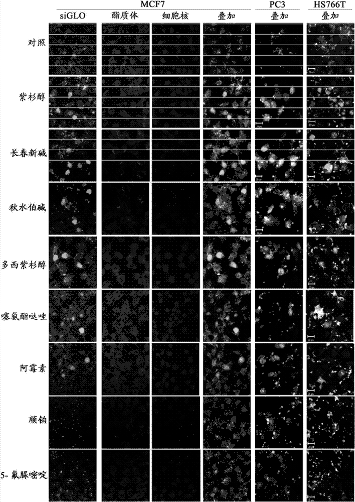 Methods and compositions for improved delivery, expression or activity of RNA interference agents