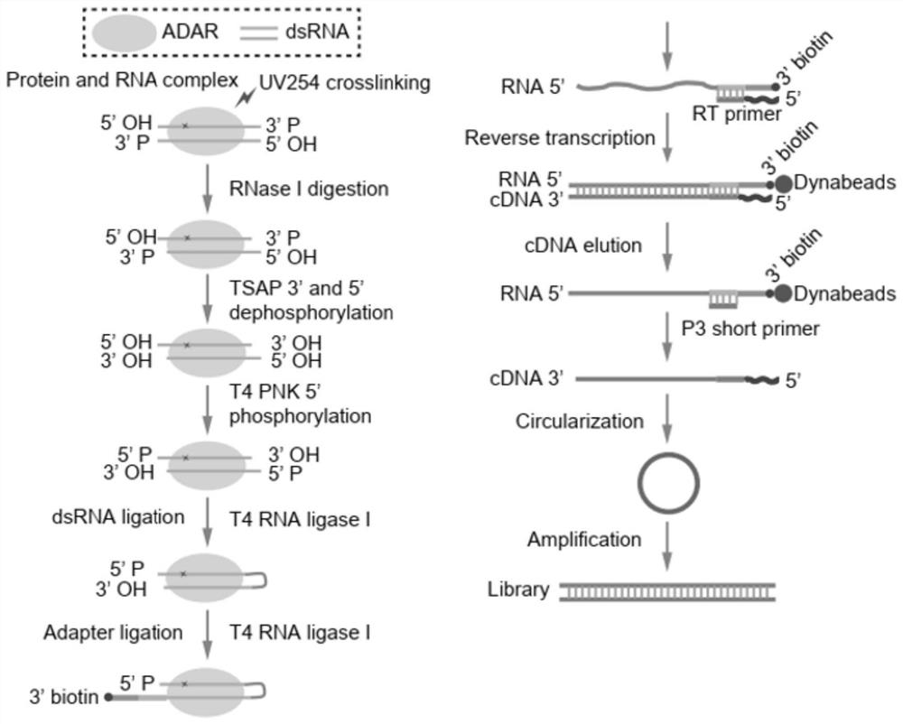 A method for obtaining a highly efficient binding substrate sequence of adar protein in cells, as well as the substrate sequence and application