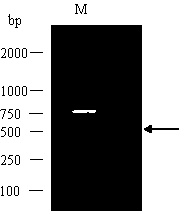 Tea geometrid odorant binding protein-based plant attractant screening method