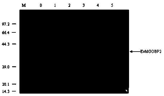 Tea geometrid odorant binding protein-based plant attractant screening method