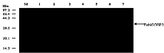 Tea geometrid odorant binding protein-based plant attractant screening method