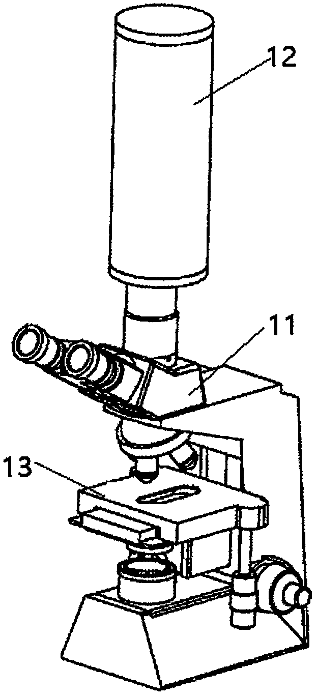 Immune cells movement speed detection method and system thereof