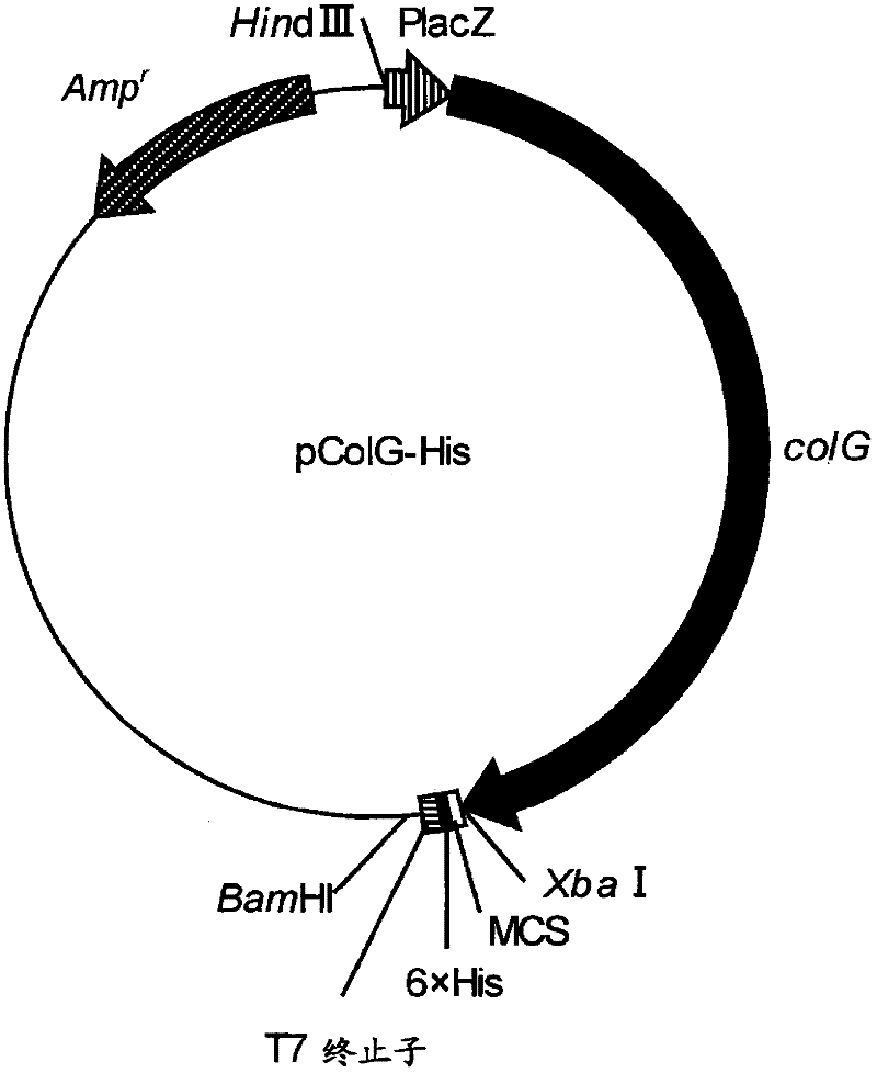 Fusion collagenase to which affinity tag is attached, and method for producing same