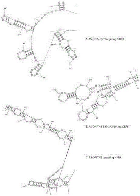 Antisense dna sequence for treating and preventing porcine reproductive and respiratory syndrome and its application