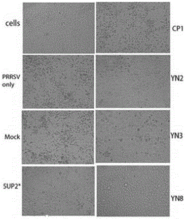 Antisense dna sequence for treating and preventing porcine reproductive and respiratory syndrome and its application