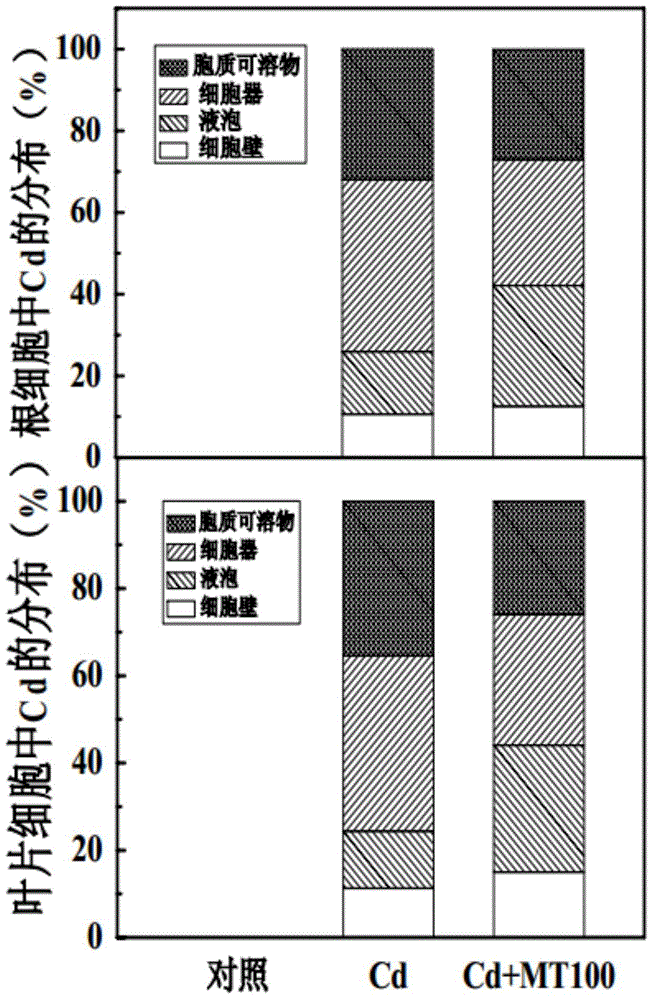 Application of melatonin in reducing cadmium accumulation in plants