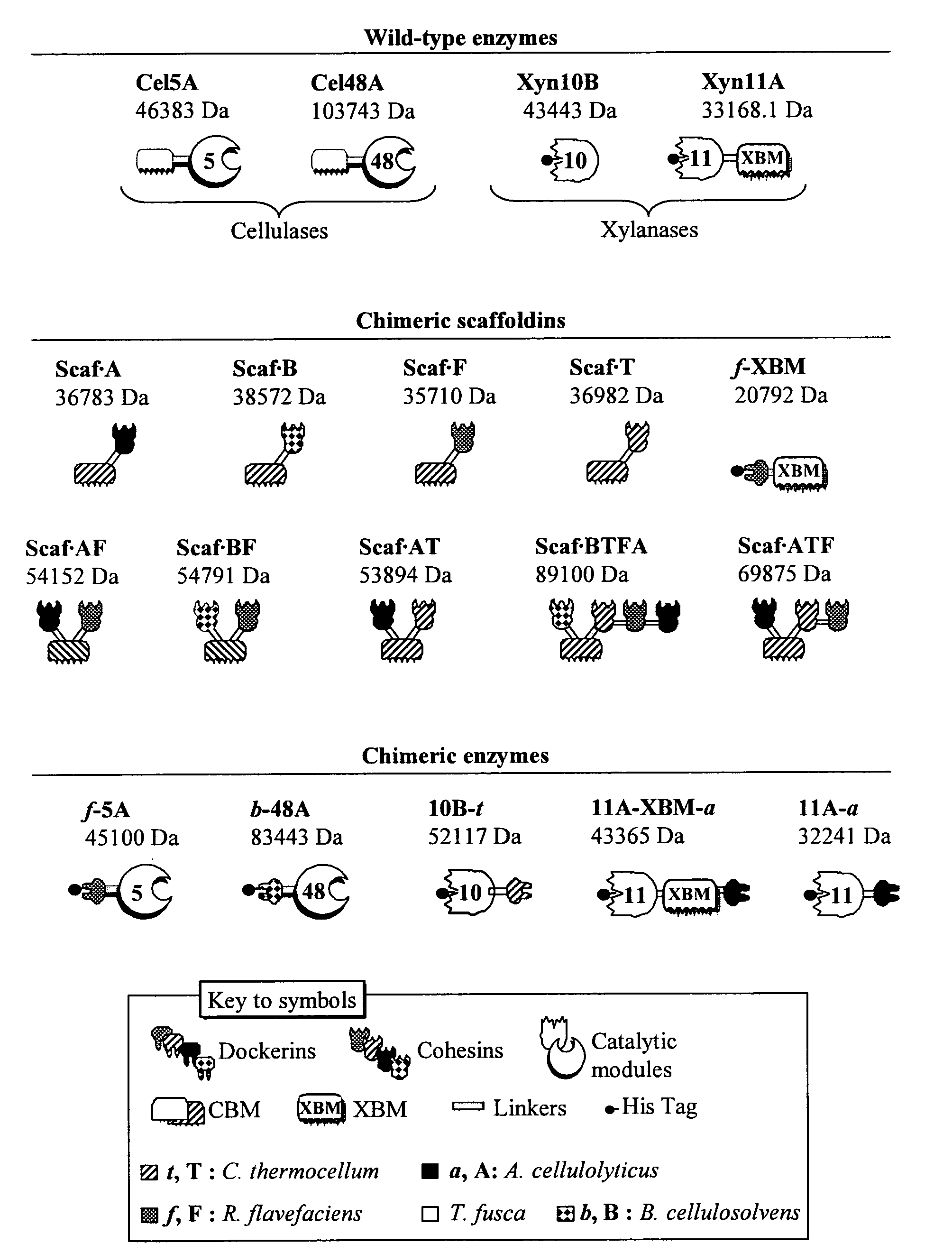 Bio-engineered multi-enzyme complexes comprising xylanases and uses thereof