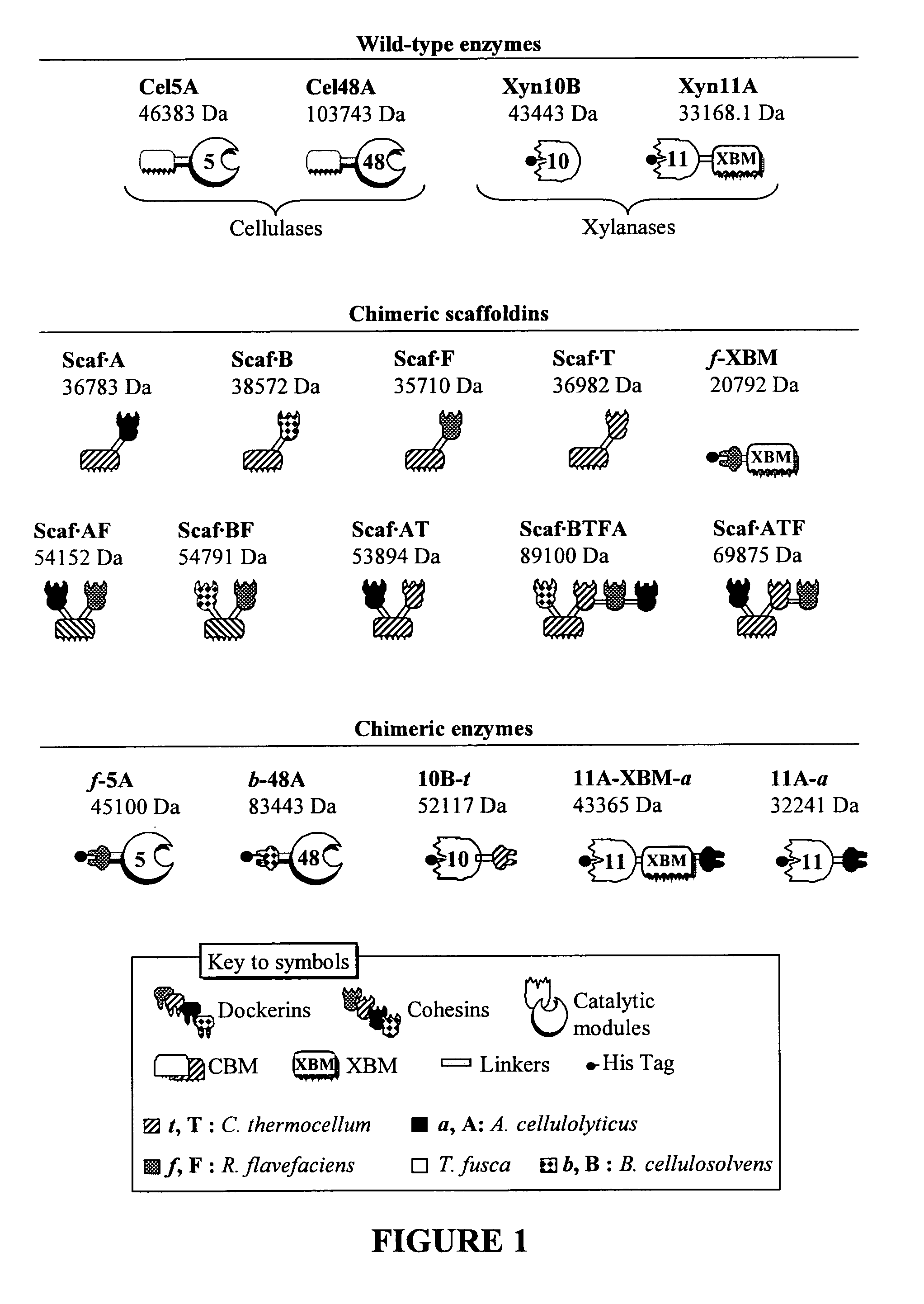 Bio-engineered multi-enzyme complexes comprising xylanases and uses thereof