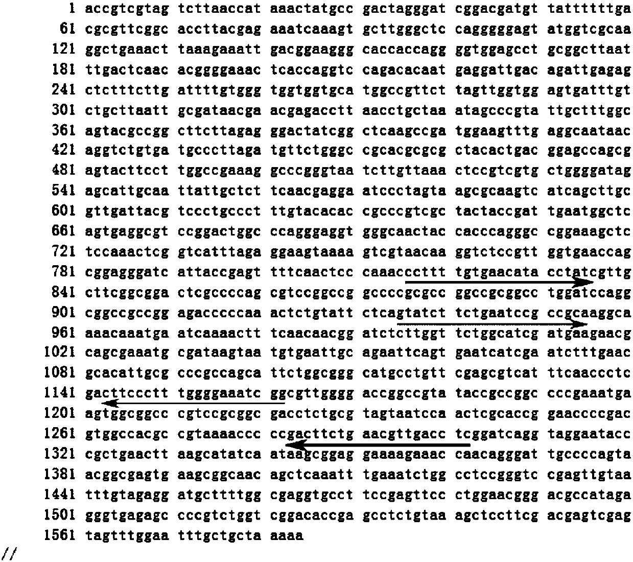 Detection primer group for Paecilomyces hepiali Chen et Dai in ophiocordyceps sinensis culture solution, detection kit and detection method