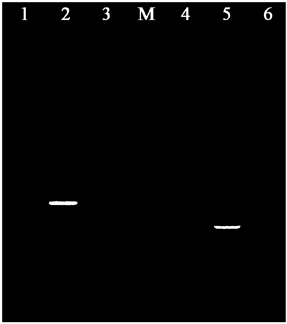 Detection primer group for Paecilomyces hepiali Chen et Dai in ophiocordyceps sinensis culture solution, detection kit and detection method