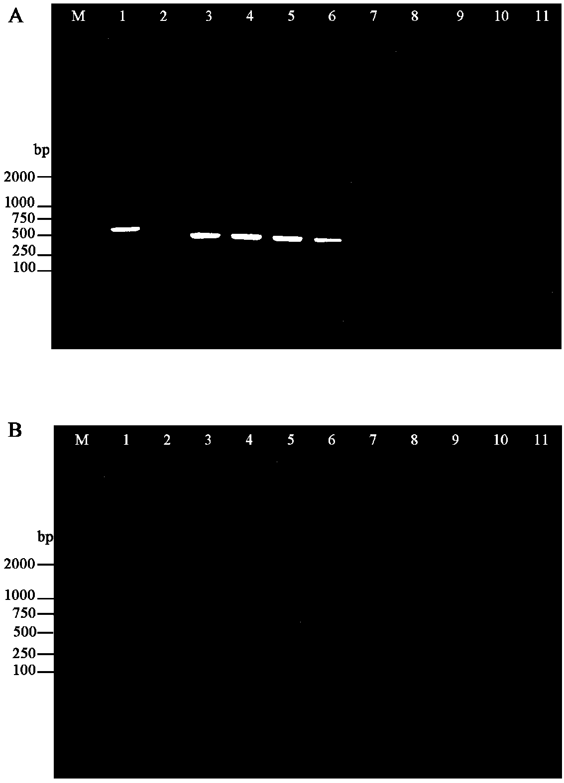 Detection primer group for Paecilomyces hepiali Chen et Dai in ophiocordyceps sinensis culture solution, detection kit and detection method