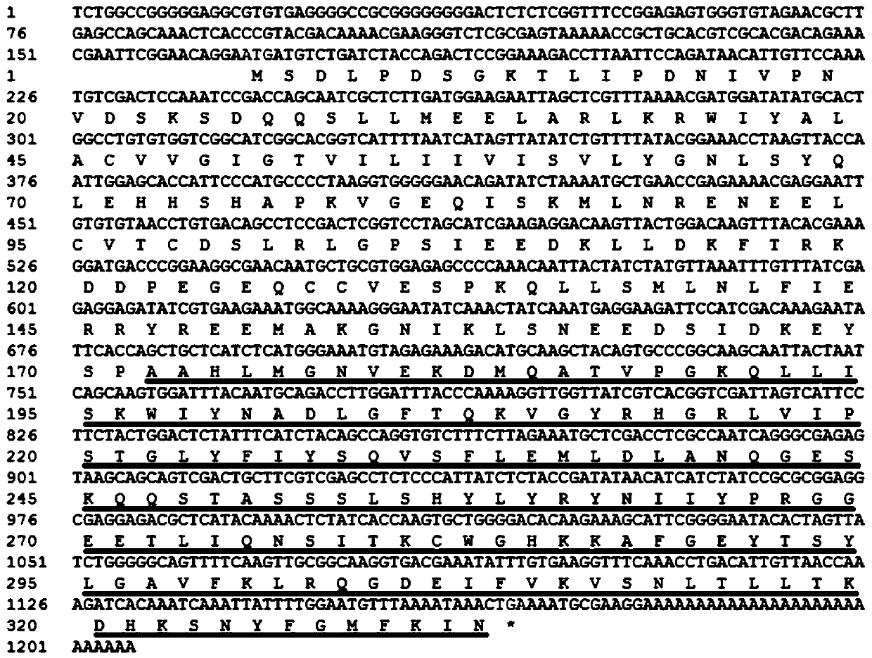 Sepiella maindroni TNF gene and use of gene