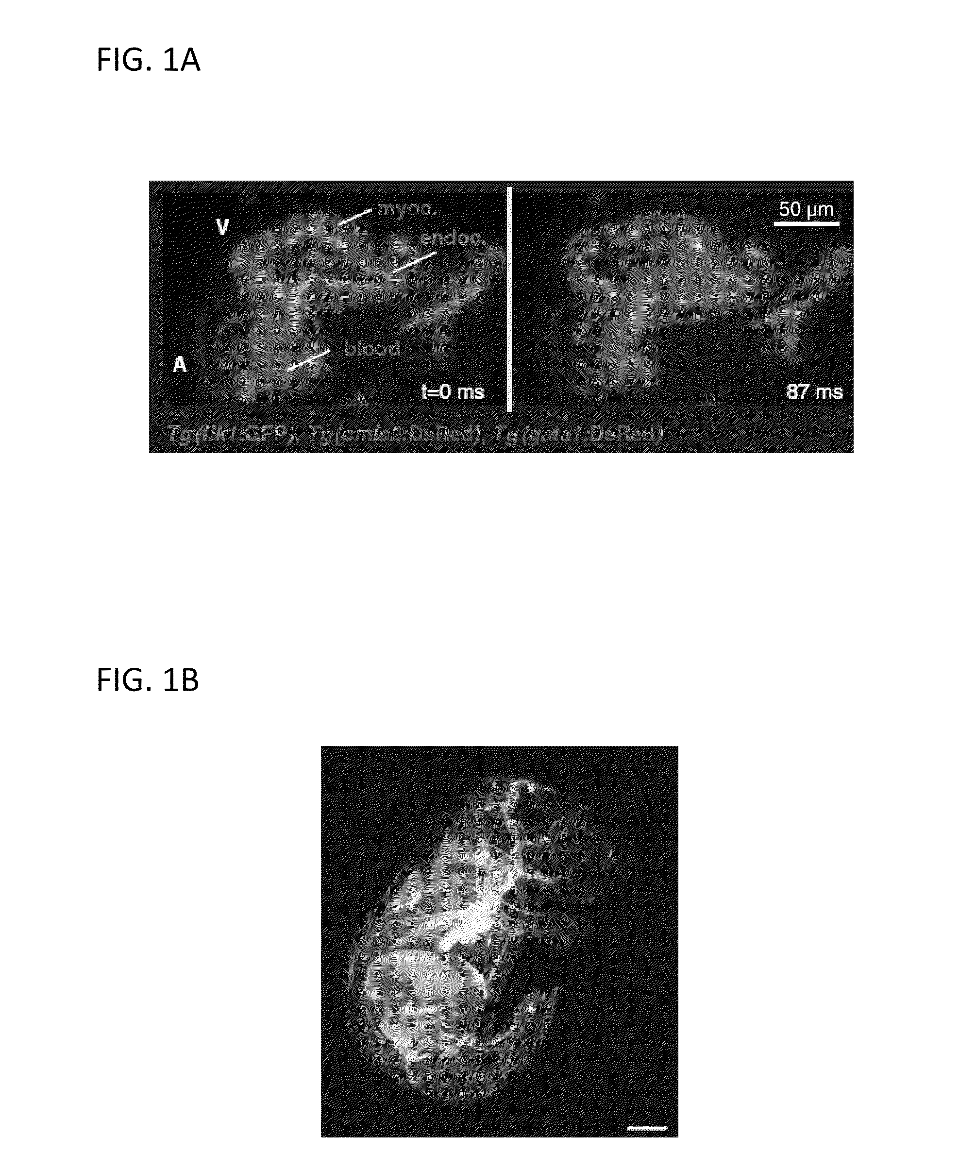 Dual-mode raster point scanning/light sheet illumination microscope