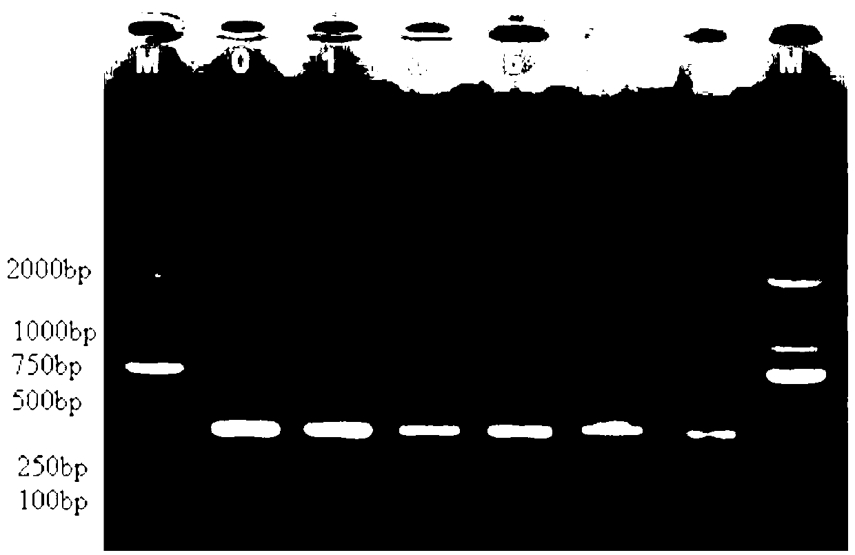 Processing method and detecting method for sample of nosema bombycis naegeli in graine by utilizing PCR (Polymerase Chain Reaction) method