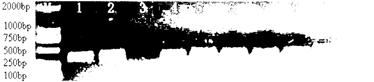 Processing method and detecting method for sample of nosema bombycis naegeli in graine by utilizing PCR (Polymerase Chain Reaction) method