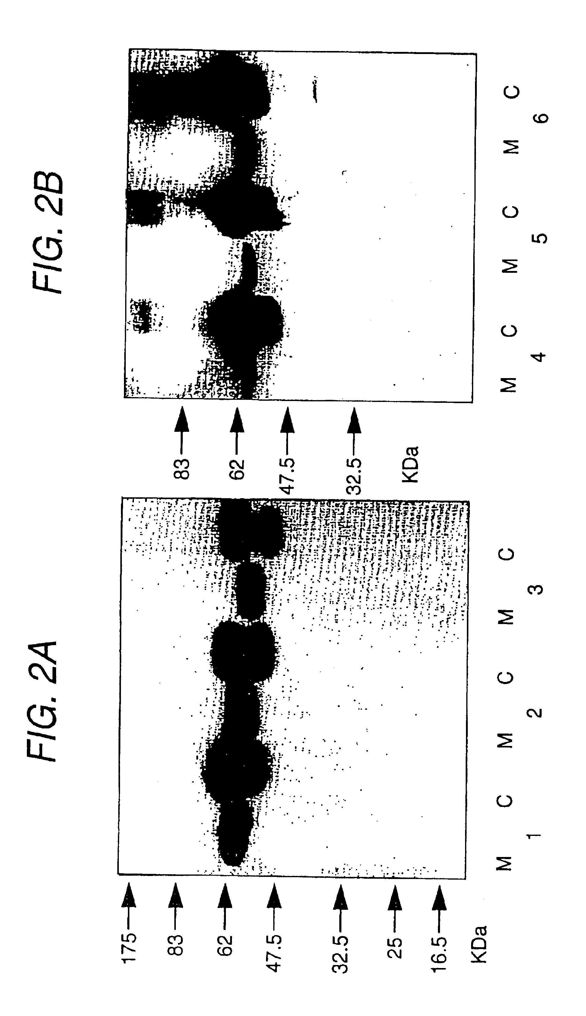 Secretory thyroid stimulating hormone receptor, and method for assaying anti-thyroid stimulating hormone receptor antibody using the same