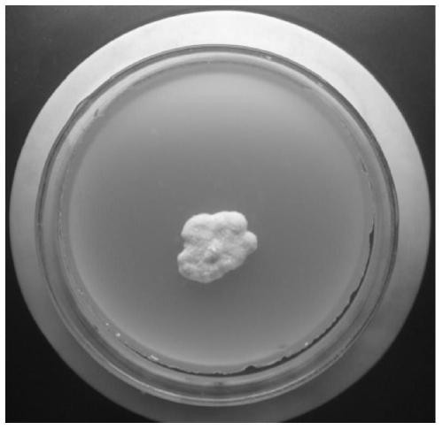 A method based on combined oxidation of sodium persulfate complex and microbial flora bioaugmentation to treat heavily oil-contaminated soil or oil sludge