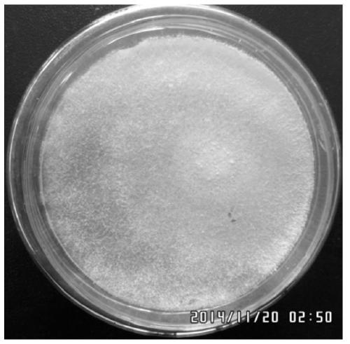 A method based on combined oxidation of sodium persulfate complex and microbial flora bioaugmentation to treat heavily oil-contaminated soil or oil sludge