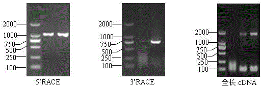 Peanut ahrrs22 gene and its application in tobacco bacterial wilt resistance